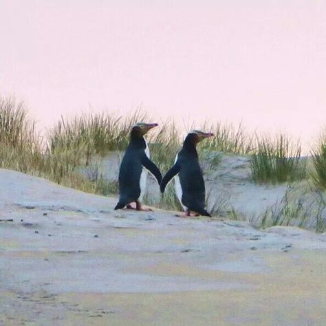 Penguins at the Otago Peninsula Nz South Island, Penguin Day, Dunedin New Zealand, Animal Humour, New Zealand South Island, Penguin Love, Sand Art, South Island, Australia Travel