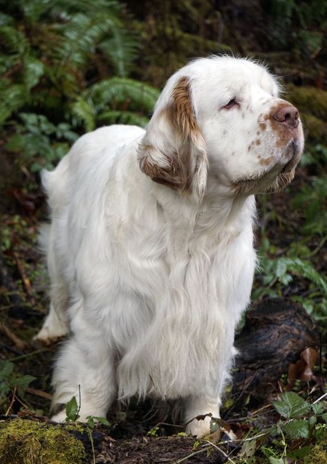 Riley Animal, Dog Types, Clumber Spaniel, Spaniel Breeds, Puppies And Kitties, Pretty Dogs, Dog Rules, Silly Dogs, Water Dog