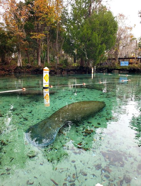 Why You Need To Visit Crystal River, Florida | Buddy The Traveling Monkey Florida With Kids, Crystal River Florida, Ocala Florida, Places In Florida, Crystal River, Manatees, Easy Day, Sunshine State, Central Florida