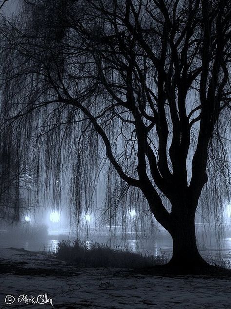 Night Willow: A willow tree alongside Juneau Park Lagoon in Milwaukee, Wisconsin. Willow Tree Tattoo, A Willow Tree, Willow Tree Tattoos, Weeping Willow Tree, Weeping Willow, Tree Photography, Milwaukee Wisconsin, Tree Hugger, Tree Tattoo