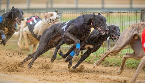 Amateur Greyhound Racing. Greyhound Racing, Greyhounds Racing, Standard Poodle, Greyhound, Dog Breeds, Dogs, Animals, Art