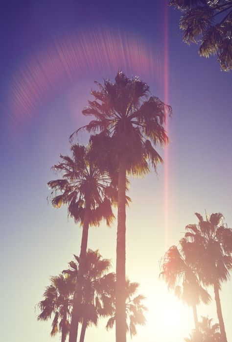 Rétro Palm Trees Tumblr, Palm Tree Iphone Wallpaper, Wall Primer, Ipod Wallpaper, Summer Tumblr, Iphone Wallpaper Photography, Palm Trees Wallpaper, Wallpaper Summer, Gif Disney