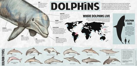 Dolphin infographic Dolphin Facts, Information Graphics, Ocean Art, Dolphins, Animal Art, Sketch Book, Puppies, Animals, Art