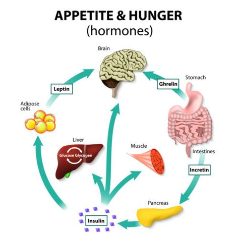 Gastrointestinal Hormones for Digestion & Fasting | Healthy Hormones, Jillian Michaels, Healthy Metabolism, Endocrine System, Growth Hormone, The Human Body, Intermittent Fasting, Perfect Body, Weight Gain