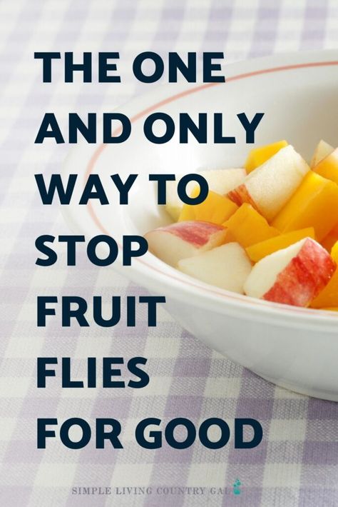 How To Repel Flies, Fruit Fly Spray, Killing Fruit Flies, Catch Fruit Flies, Homemade Fruit Fly Trap, Fruit Fly Killer, Fruit Flies In House, Fruit Fly Trap Diy, Fruit Wash