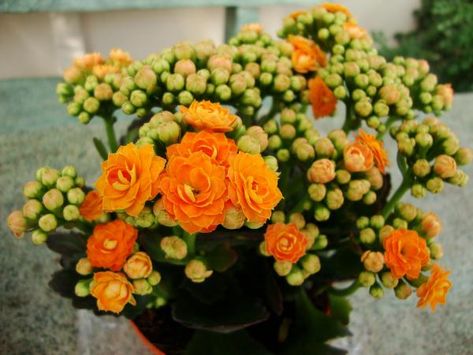 Entenda, sem complicações, como cuidar de calandiva e kalanchoe (flor-da-fortuna) e quais são os cuidados fundamentais para manter a flor do papai sempre florida e com as folhas verdes e suculentas. Kalanchoe Blossfeldiana, Flowering Succulents, Summer Flowers Garden, Household Plants, Plant Help, Succulent Soil, Easy Care Plants, Spring Plants, Blooming Plants