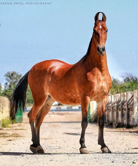 Marwari Horses Photography, Mare Horse, Horse Markings, Marwari Horses, Pony Breeds, Bay Horse, Most Beautiful Horses, Horse Tattoo, Friesian Horse