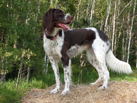 French Spaniel / Epagneul Français #Dogs #Puppy French Spaniel, French Brittany, Spaniel Breeds, Working Cocker, Springer Spaniels, Brittany Spaniel, Dog List, Fox Terriers, English Springer