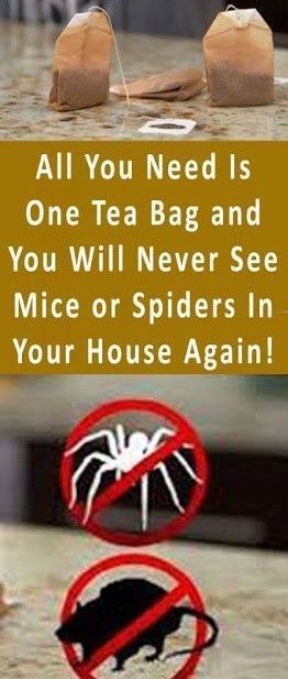 Getting Rid Of Mice, Nutritional Snacks, Peppermint Tea, Mint Tea, Tea Bags, Back To Nature, Pest Control, Household Hacks, Spiders