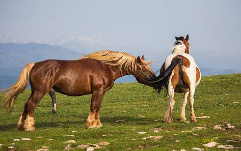 Horse Mate, Rare Horse Breeds, Male Horse, Akhal Teke Horses, Rare Horses, Stallion Horses, Horse Wallpaper, Akhal Teke, Animal Sanctuary