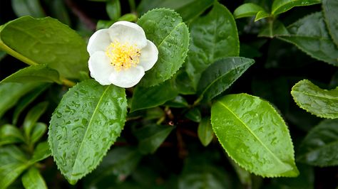 Camellia sinensis Leaf Extract: Benefits, Uses, and Side Effects Green Tea Plant, Delosperma Cooperi, Caffeine In Tea, Darjeeling Tea, Tea Plant, Camellia Sinensis, Foundation Planting, Evergreen Plants, Darjeeling