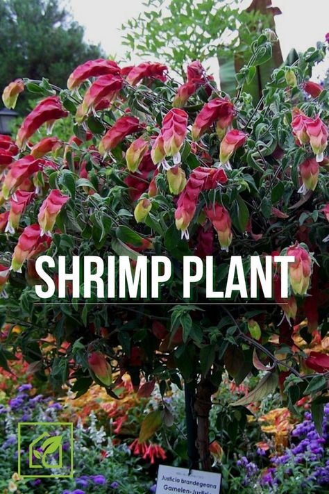 Shrimp Plant Landscaping, Plants For Shrimp Tank, Shrimp Tree, Shrimp Plants, Firebush Plant Florida, Sambuca Shrimp, Shrimp Plant, Castle Gardens, Florida Landscaping