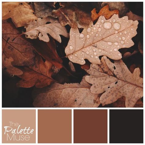 This rusty fall leaves palette brings together several warm shades of red-brown, for a cozy start to Autumn. Rusty Colour Palette, Autumn Shades Colour Palettes, Vintage Color Palette Brown, Rusty Color Palette, Autumnal Colour Palette, Fall Colour Palette, Warm Tone Colors, Fall Pallets, Autumn Color Palette