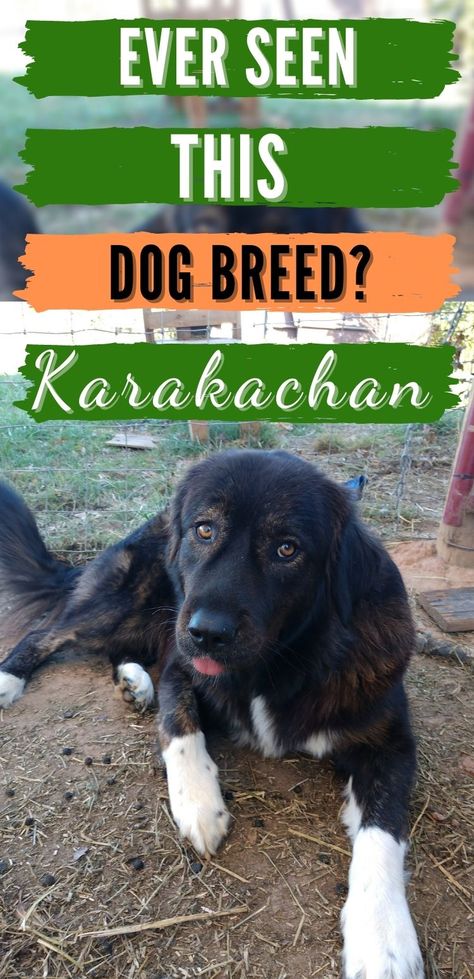 Livestock Dog Breeds, Karakachan Dog, Livestock Dog, Livestock Dogs, Cattle Guard, Livestock Guardian Dog Breeds, Dorper Sheep, Homestead Animals, Guard Dog Breeds