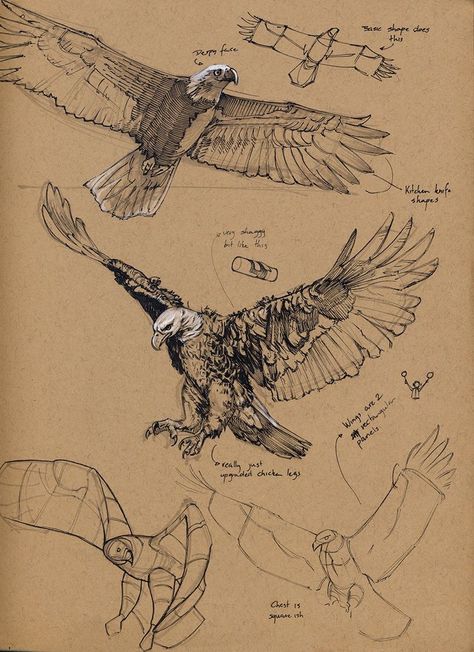 Sketchbook eagle Eagle Drawing, Bird Sketch, Animal Anatomy, Animal Study, Animal Drawing, Arte Sketchbook, Anatomy Drawing, Animal Sketches, Arte Animal