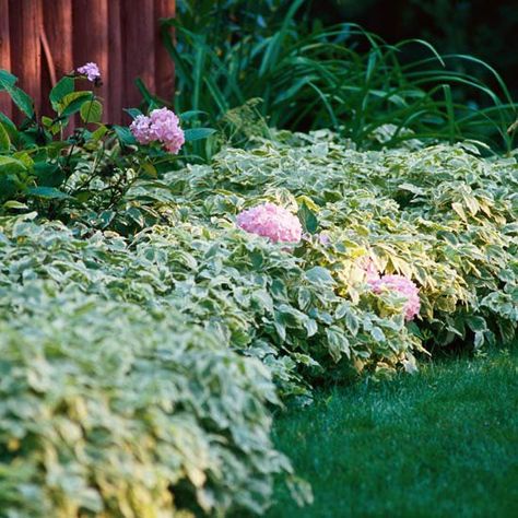 Bishop's Weed will trhive where other shade plants fail. Woodland Planting, Oregon Backyard, Plant Combos, Plant Inspiration, Farm Flowers, Ground Covers, Vertical Landscape, Gravel Garden, Garden Plans