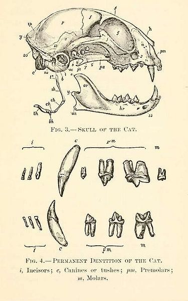 Cat skull , domestic cat                                                                                                                                                                                 Más Cat Teeth Tattoo, Animal Bones Drawing, Cat Skull Reference, Animal Bones Drawing Sketch, Cat Skull Anatomy, Canine Skull Reference, Cat Skull Illustration, Teeth Tattoo, Animal Skull Drawing