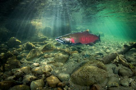 Coho Salmon, American Black Bear, Underwater Images, Salmon Fish, All Fish, Largemouth Bass, Fishing Women, National Geographic Photos, Wildlife Art