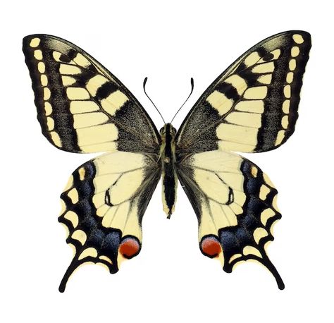 Free Vector | Free vector yellow beauty butterfly insect icon Papillion Butterfly, Photo Butterfly, Random Reference, Butterfly Icon, About Butterfly, Butterfly Insect, Swallowtail Butterfly, Reference Photos, Vector Photo