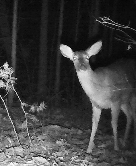 Trail Camera Pictures Creepy, Deer Creepy, Deer Aesthetic Dark, Creepy Deer, Deer In Headlights, Deer And Fawn, Paranormal Aesthetic, Trail Cam, Creepy Animals