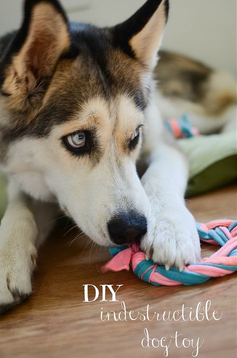 DIY Indestructible Dog Toy - Fake Ginger Dog Shirt Diy, Fake Ginger, Smart Dog Toys, Outdoor Dog Toys, Dogs Toys, Dog Training Barking, Dogs Diy Projects, Diy Dog Food, Puppy Toys