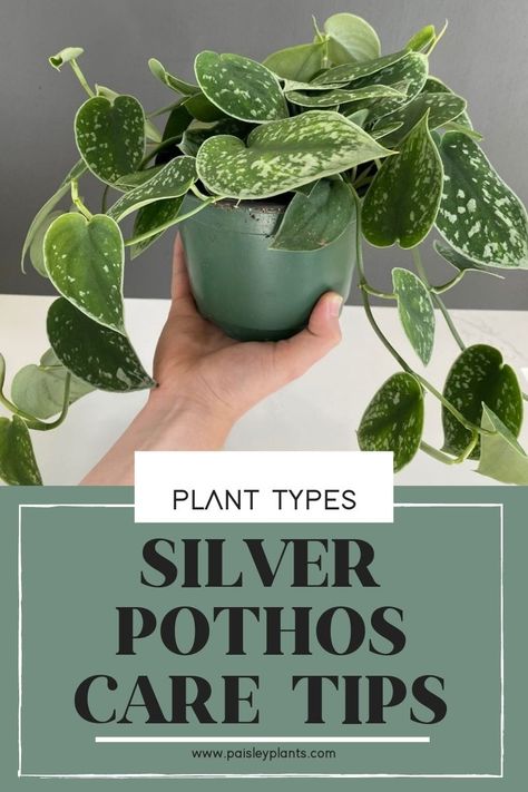 Silver Splash Pothos, Silver Pothos Care, Silver Pothos Plant, Silver Streak Pothos, Pathos Plant Care, Silvery Ann Pothos, Types Of Pothos Plants, Pothos Care Tips, Silver Satin Pothos