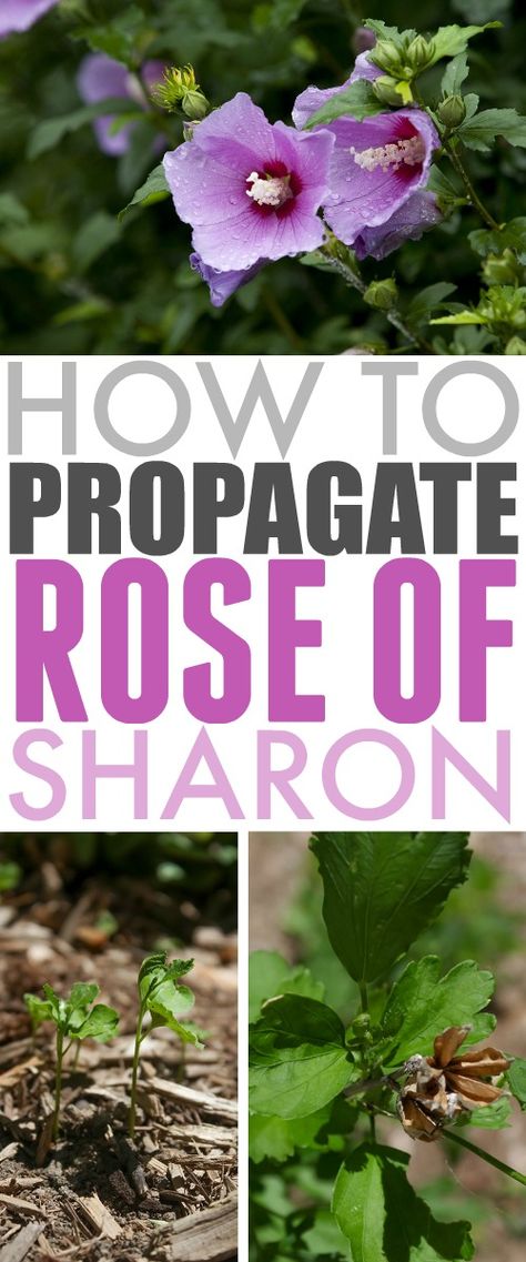 How to Propagate Rose of Sharon - The Creek Line House Climbing Perennials, Rose Of Sharon Tree, Rose Of Sharon Bush, Urban Gardening Ideas, Diy Rose, Garden Shrubs, Rose Of Sharon, Urban Gardening, Herbaceous Perennials