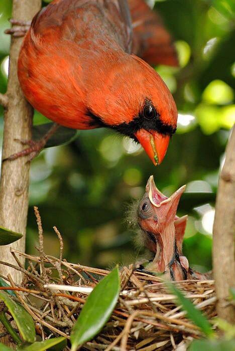 Cardinal Bird feeding a baby Outdoor Photographer, Kinds Of Birds, Bird Watcher, Cardinal Birds, Red Bird, Baby Bird, The Nest, Backyard Birds, Bird Pictures