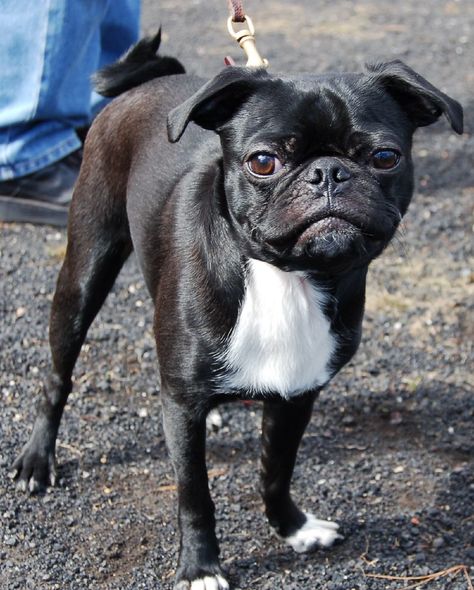 These 18 Adorable Pug Mixes Are Making Us Do A Double Take | Page 2 of 6 | PetPress Pug Mixed Breeds, Brindle Boston Terrier, Boston Terrier Pug, Boston Terrier Funny, Unique Dog Breeds, Rare Dog Breeds, Pug Mix, French Dogs, Rare Dogs