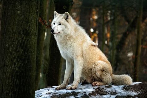 Wolf Sitting, White Wolves, Wolf Sculpture, Wolf Totem, Animal Inspiration, Wolf Photography, Wolf Photos, Howl At The Moon, Wolf Drawing