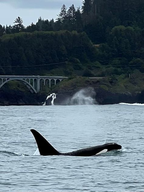 Whale Species, Fin Whale, Oregon State Parks, North To Alaska, Depoe Bay, Oregon Vacation, Southern Oregon Coast, Pacific City, Off The Hook