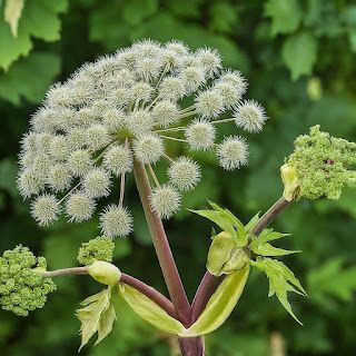 The Herb Gardener: How to Grow Angelica (Angelica archangelica) Angelica Herb, Herb Crafts, Angelica Flower, Angelica Archangelica, Herbal Tea Garden, Angelica Root, Plant Hardiness Zone Map, Biennial Plants, Candied Ginger