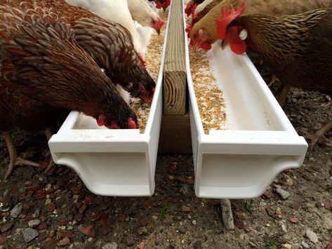 Fermented feed trough from vinyl gutters Chicken Trough, Diy Chicken Trough Feeder, Chicken Feeding Station, Chicken Trough Feeder, Chicken Feed Trough, Diy Trough Feeder, Chicken Feeding Trough, Chicken Grit Feeder, Diy Chicken Grit Feeder