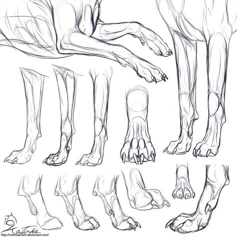 * Foot Leg & Paw & Claw * 15 References Animals, Paw Drawing, Wolf Sketch, Canine Drawing, Wolf Paw, Dog Anatomy, Ikan Koi, Výtvarné Reference, Drawing Lesson