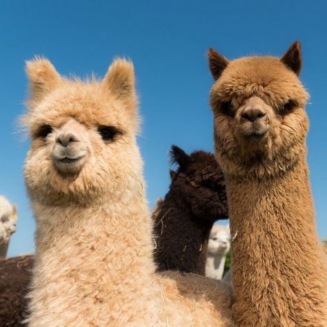 Farmcore Aesthetic, Alpaca Funny, Cute Summer Wallpapers, Alpaca Farm, Cute Alpaca, Llama Alpaca, Types Of Animals, Super Cute Animals, Cute Animals Images