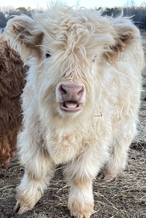 Oats is the first white Scottish Highland on our farm and we are obsessed with this little socialite! She's friendly, fun, and super spunky! We love Scottish Highlands here on our hobby farm and we can't wait to be able to offer them to other hobby farmers! Scottish Animals, Scottish Cow, Highland Cow Art, Cow Print Wallpaper, Cow Photos, Mini Cows, Baby Highland Cow, Scottish Highland Cow, Fluffy Cows