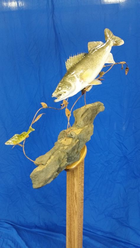 2017 MT State Champion skin mount Walleye done Marc DeLong Taxidermy, Insects, Skin, Animals