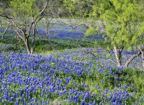 What’s the Texas State Flower?The BlueBonnet is the official state flower of the state of Texas. The post What’s the Texas state flower? appeared first on Tex.Org. Texas State Flower, Texas Swimming Holes, High Country Gardens, American Meadows, Texas Bluebonnets, Wildflower Garden, Road Trip Hacks, Road Trip Essentials, Texas State