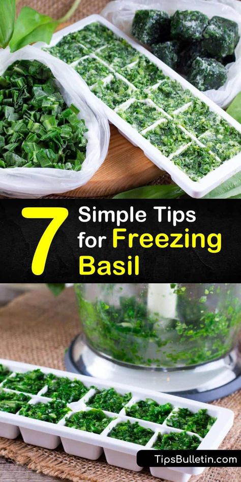 Freezing Food Guide, Freezing Fresh Herbs, Preserve Fresh Herbs, Fresh Basil Recipes, Drying Fresh Herbs, Freezing Vegetables, Freezing Herbs, Basil Pesto Recipes, Preserving Herbs