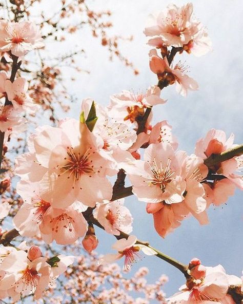 @lilyflojeweller posted to Instagram: I love the peach and blue colours of this gorgeous blossom tree Blossoms Aesthetic, Pastel Abstract, Blossom Tree, Peach Blossoms, Positive Vibes, Blossom, Instagram Post, Instagram