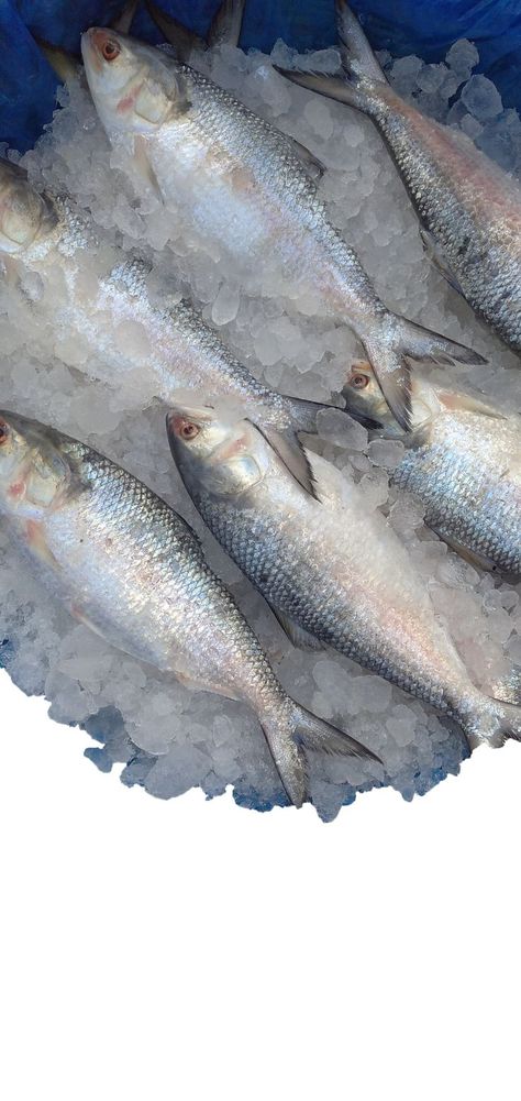 Hilsa is the king of fish in Bangladesh. Hilsa is a very tasty fish. #HilshFish #fishfood #bangladesh Hilsa Fish Recipe, Hilsa Fish, Seafood Platter, Fish Curry, Seafood Restaurant, Fish Recipes, The King, Seafood, Fish