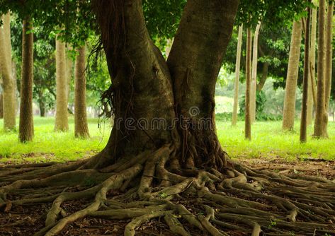 Tree roots. Details of above ground roots of a nearby big tree in the forest , #AD, #Details, #ground, #Tree, #roots, #tree #ad Photography Graphics, Large Tree, Background Watercolor, Book Shelves, Tree Roots, Big Tree, Photoshop Effects, Stock Photography Free, Design Display