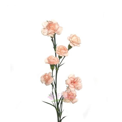 Mini Carnation Peach - Potomac Floral Wholesale Peach Carnation, Flower Identification, Mini Carnations, Flower Room, Round Vase, Plant List, Coral Blue, Silver Spring, Types Of Flowers