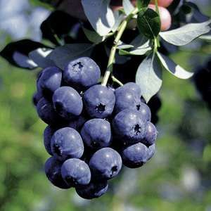 Blueberry Plants 25+ from £7.99 Blueberry Bush, Highbush Blueberry, Blueberry Plant, Purple Fruit, Berry Plants, Blueberry Bushes, Fruit Garden, Organic Fertilizer, Blue Berry Muffins