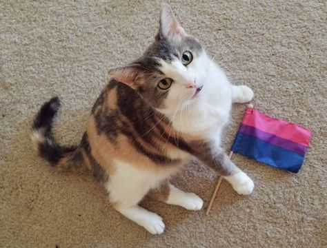 Cat pride bisexual Bisexual Pride Flag, Gorgeous Cats, Cat Icon, Orange Tabby, Warrior Cat, Cat Person, Cat Aesthetic, Pride Flag, Silly Cats