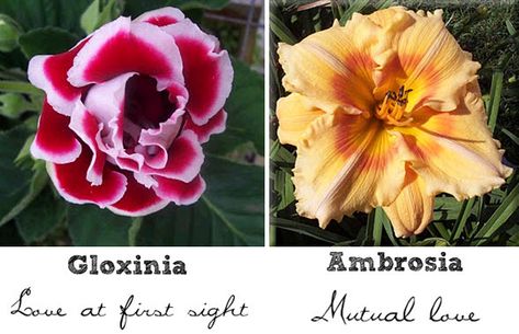 Ambrosia Flower, Types Of Wedding Flowers, Bridal Bouquet Peach, Coral Wedding Flowers, Mutual Love, Cheap Wedding Flowers, Tropical Wedding Flowers, Flower Symbol, Maroon Wedding