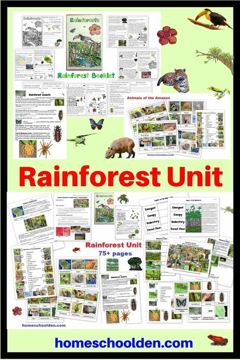 Amazon Rainforest Facts, Rainforest Worksheets, Layers Of The Rainforest, Rainforest Facts, Rainforest Ecosystem, Rainforest Activities, Rainforest Biome, Homeschool Science Curriculum, Rainforest Theme