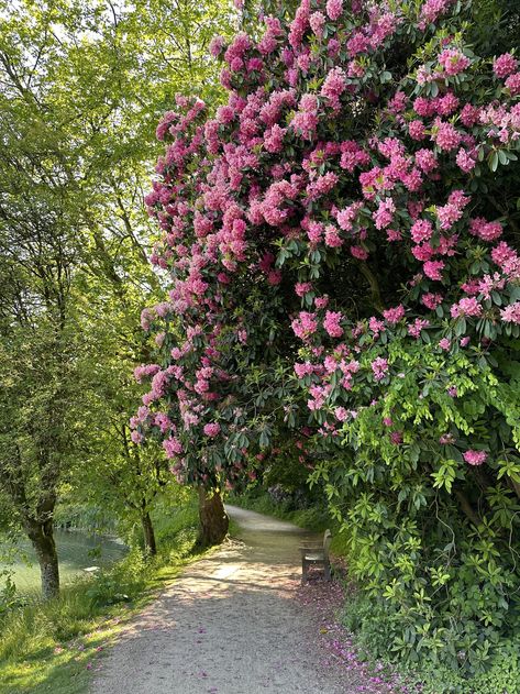 rhododendron with bright pink flowers blooming in a garden near a path Propagate Basil, Rhododendron Garden, Azalea Garden, Azaleas Garden, Plant Structure, Azalea Flower, Acid Loving Plants, Spot The Difference, Plant Guide