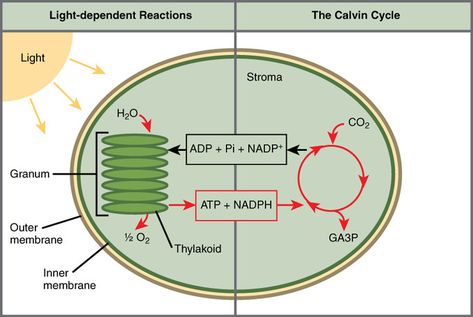 Overview of Photosynthesis | Boundless Biology Photosynthesis Activities, Cell Respiration, Plant Biology, Biology Student, Light Reaction, Biology Textbook, Electron Transport Chain, Plant Physiology, Krebs Cycle