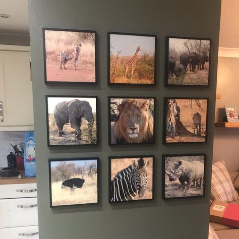 Safari gallery wall! Take your favorite photos from your phone and easily show them off on your walls with Mixtiles!  (Photo via IG, rachaelwheatley90) Safari Gallery Wall, Mix Tile Photo Wall Ideas, Mix Tiles, Mixed Tiles, Safari Photos, Africa Photos, Africa Decor, Safari Wall Art, Safari Photo